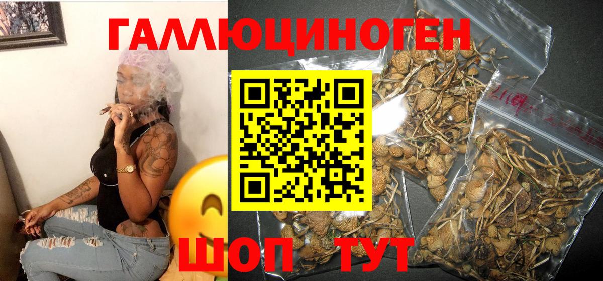 Гатчина  закладки  Вход с VPN  Галлюциногенные грибы Psilocybe 